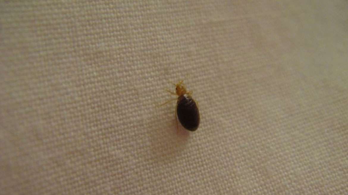 Urgent Care Treats Bed Bug Bites