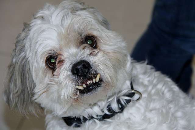 agressive dog